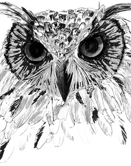 Owl Studio